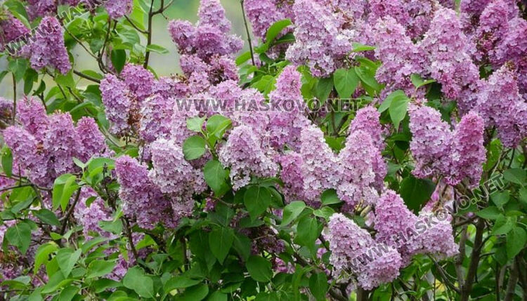 Повече слънце в петък