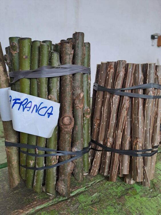 Нови клонове тополи ще отглеждат в горски разсадник на ЮЦДП-Смолян