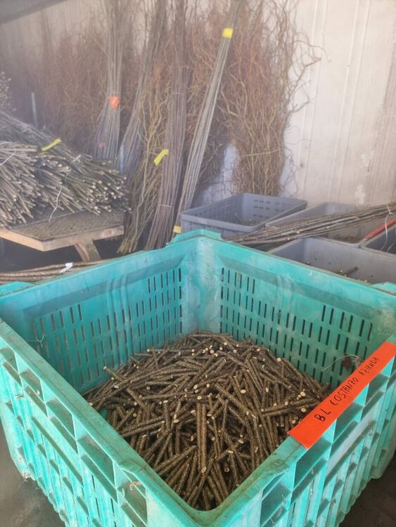 Нови клонове тополи ще отглеждат в горски разсадник на ЮЦДП-Смолян