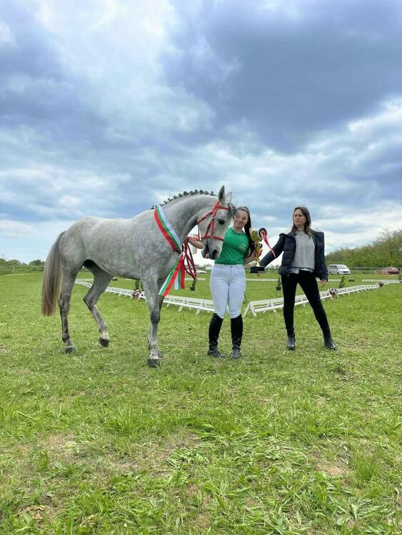 Кобилата „Шимал“ от Кърджали отличена за най-красив кон от породата Чистокръвна Арабска