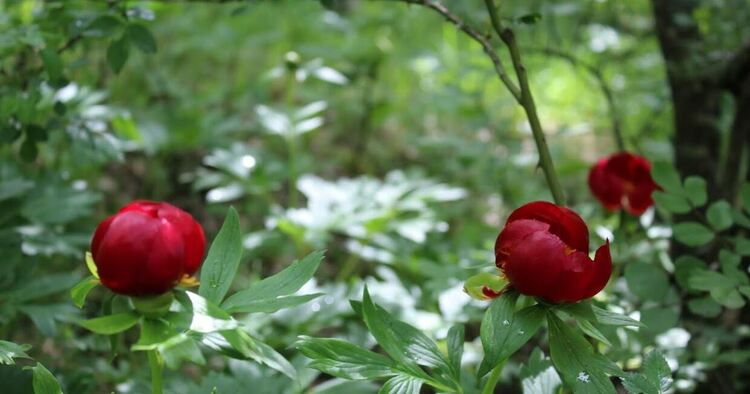 Традиционно изкачване на връх Колош в Конявската планина организира радомирското туристическо дружество