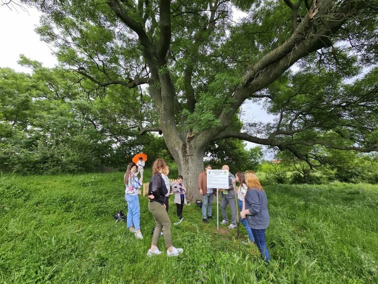 Вековно дърво посреща туристи в Александрово, ученици чистиха хасковските дървета от пирони