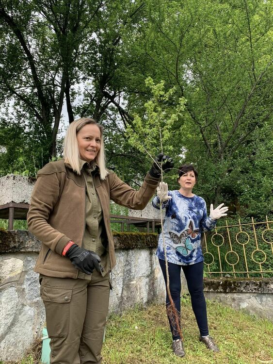 Бъдещи първокласници засадиха дръвчета в двора на ДГ „Славейче“ в Смолян