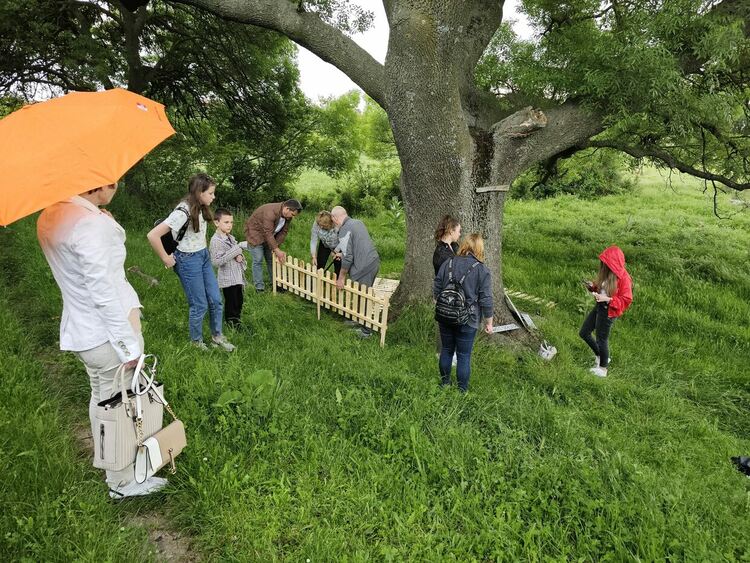 Вековно дърво посреща туристи в Александрово, ученици чистиха хасковските дървета от пирони