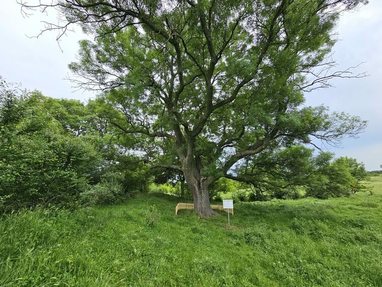 Вековно дърво посреща туристи в Александрово, ученици чистиха хасковските дървета от пирони