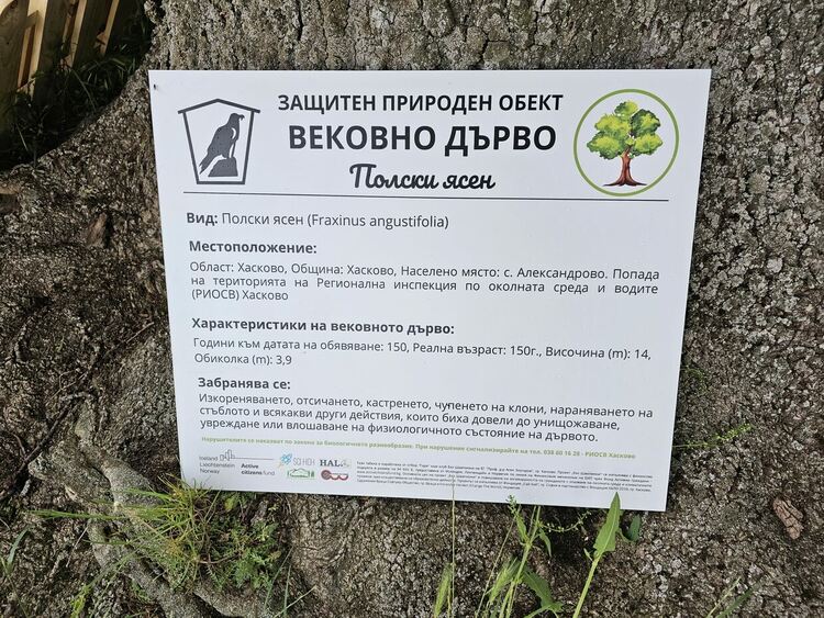 Вековно дърво посреща туристи в Александрово, ученици чистиха хасковските дървета от пирони