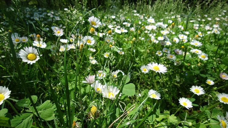 Слънчево утро, следобед валежи и гръмотевици от запад