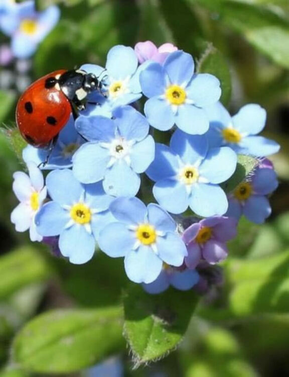 Топло и слънчево време 