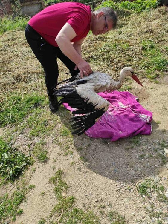 Щъркел падна в басейна на пречиствателната станция в Златоград, спасен е