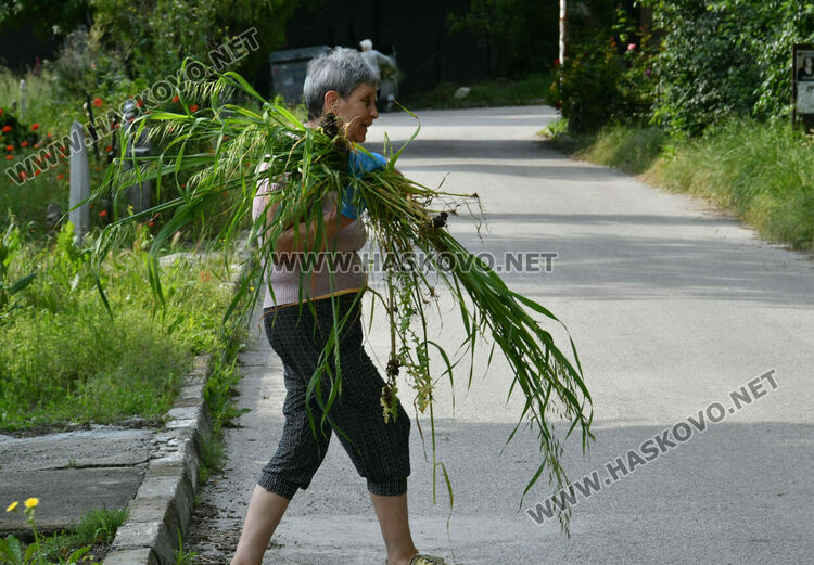 Без череши и в треви на Черешова задушница в Хасково 