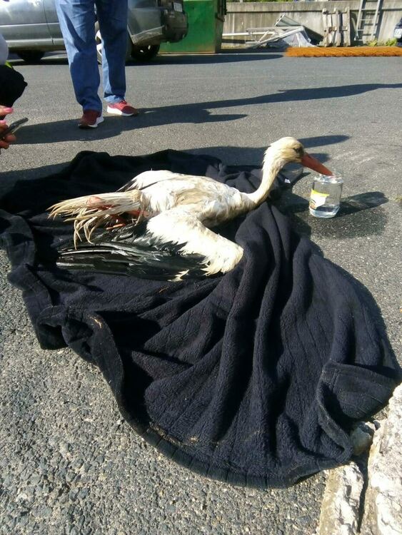 Щъркел падна в басейна на пречиствателната станция в Златоград, спасен е