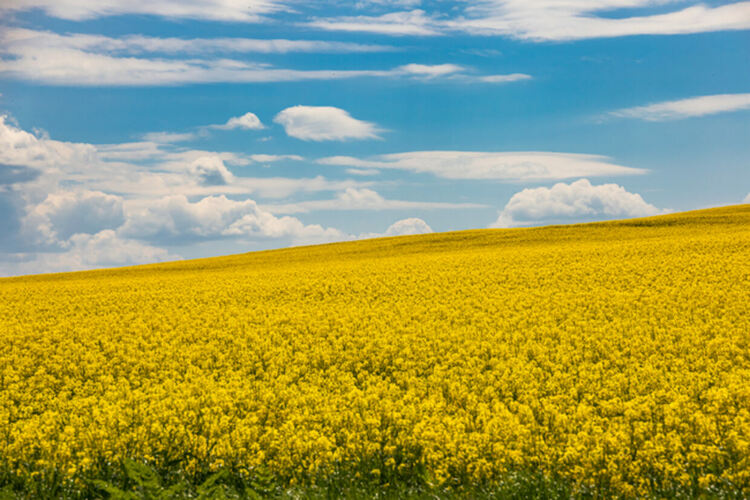 ЕК удължава ограничителните мерки за земеделския внос от Украйна