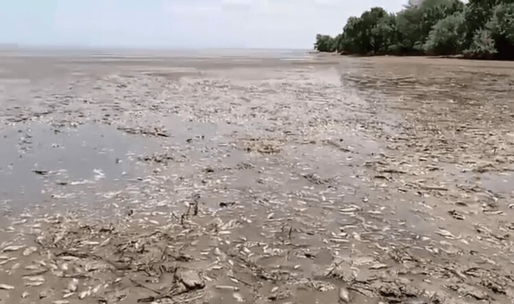 Масово измиране на рибата в четири украински области. Центърът на Херсон под вода