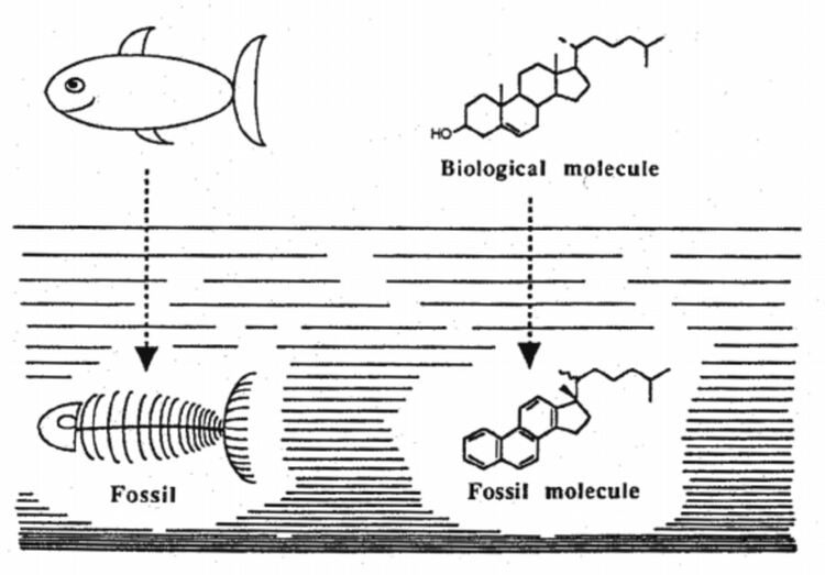 Вкаменелости на клетъчна мембрана откриха в скали на 1,6 млрд. години