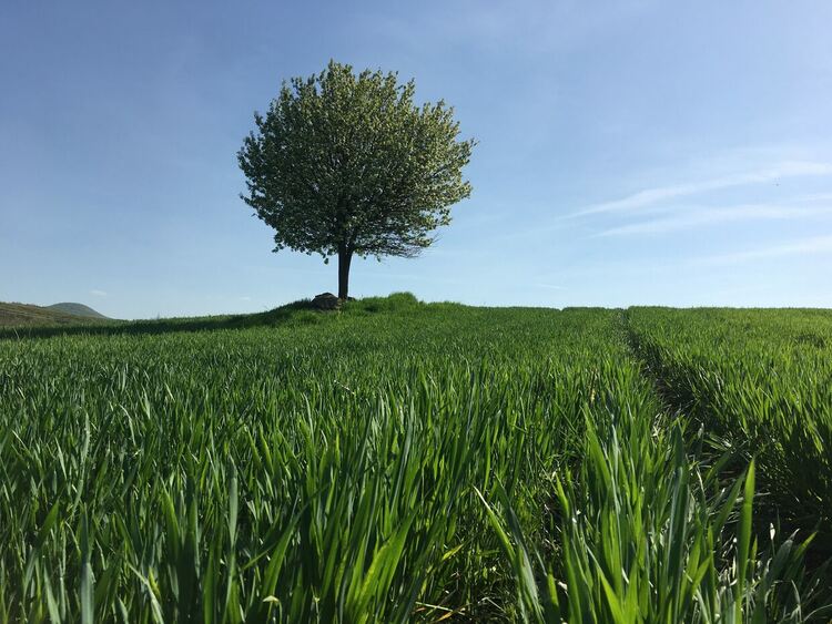 Предимно слънчево, валежи с гръмотевици в планините