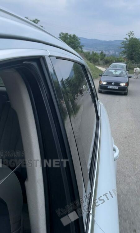 Кравите-свещените животни в Петлино