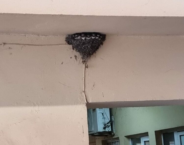 Хасковлии сигнализираха за феномен: Излюпиха се 7 лястовички