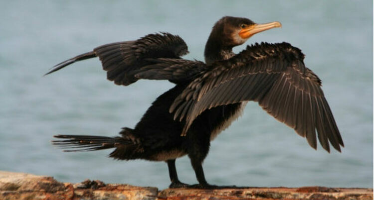 Рибар умъртви защитен корморан,задържат го в полицията в Кърджали