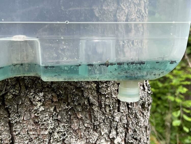 Уловки за борба с корояди поставят на територията на ЮЦДП-Смолян