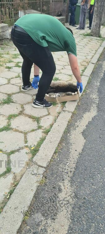 Масово отравяне на улични котки в Момчилград