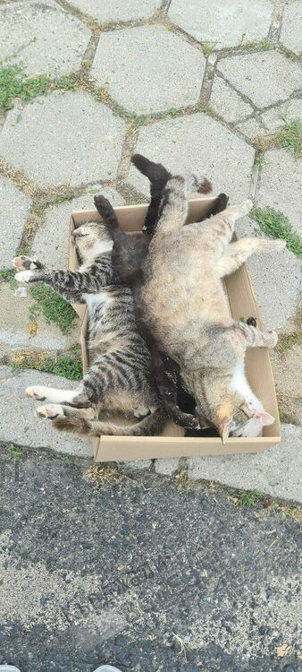 Масово отравяне на улични котки в Момчилград