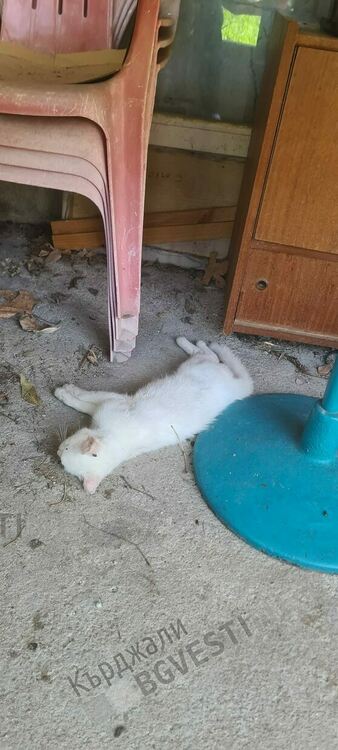 Масово отравяне на улични котки в Момчилград