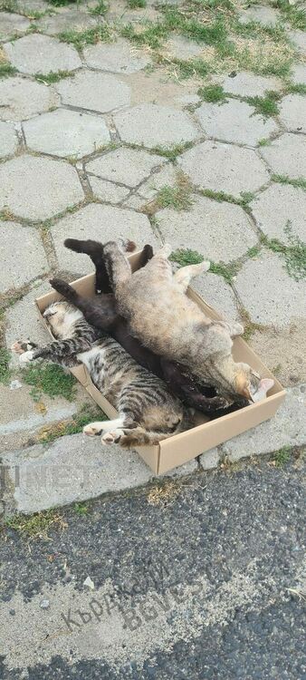 Масово отравяне на улични котки в Момчилград