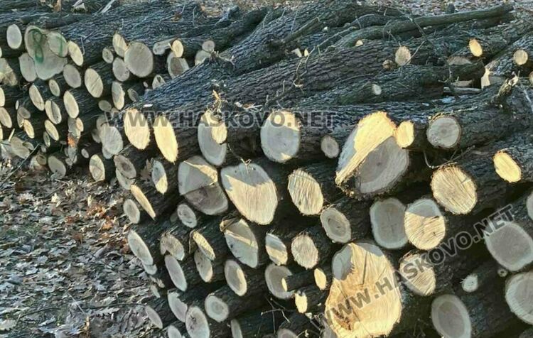 Проверяват сигнал за незаконна дървесина