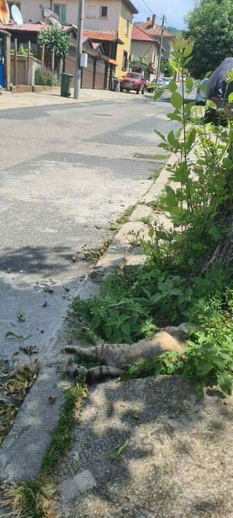 Масово отравяне на улични котки в Момчилград