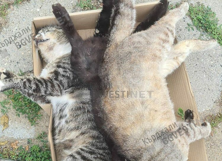 Масово отравяне на улични котки в Момчилград