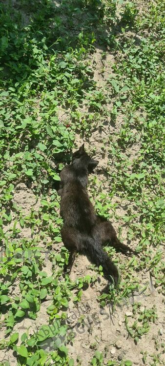 Масово отравяне на улични котки в Момчилград