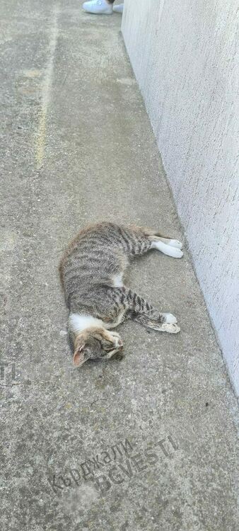 Масово отравяне на улични котки в Момчилград