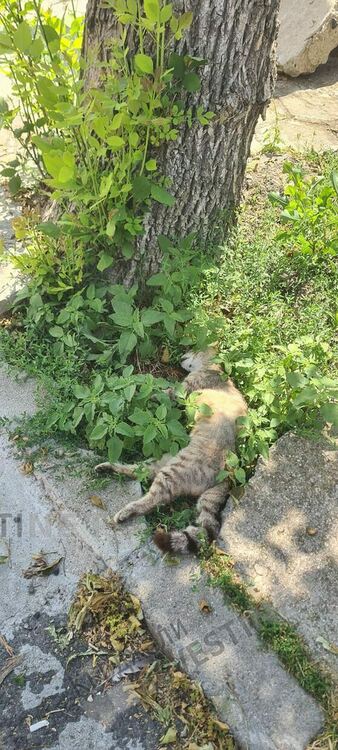 Масово отравяне на улични котки в Момчилград