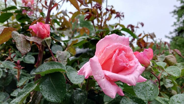 Валежите спират, по-хладно днес
