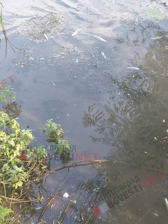 Екокатастрофа по река Марица край Димитровград, тонове мъртва риба?