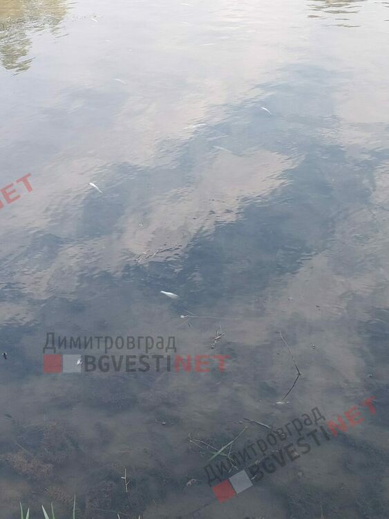 Екокатастрофа по река Марица край Димитровград, тонове мъртва риба?