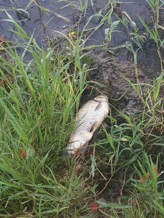 Екокатастрофа по река Марица край Димитровград, тонове мъртва риба?