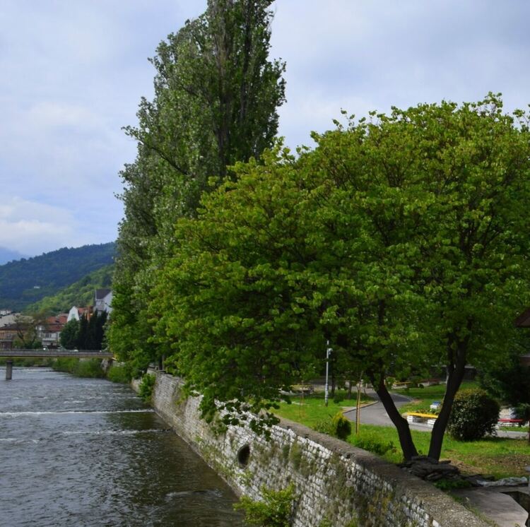 Община Асеновград: Засади дърво, изпрати снимка