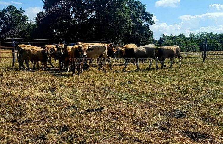 Демонстрираха яздене на коне и конна стрелба с лък