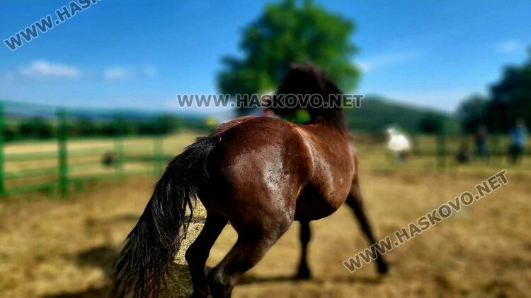 Демонстрираха яздене на коне и конна стрелба с лък