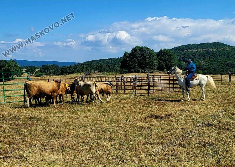 Демонстрираха яздене на коне и конна стрелба с лък