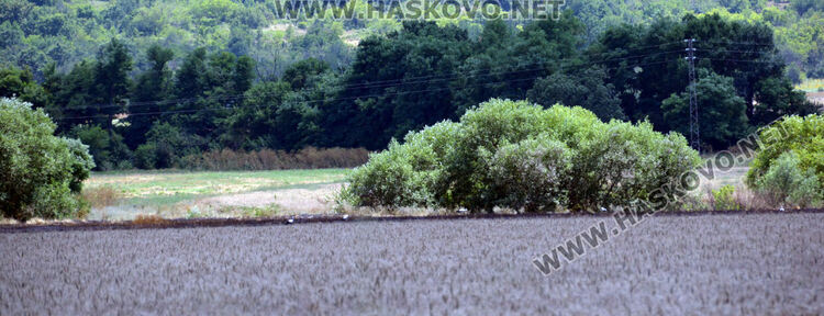 Пожар в боклуци подпали нива с пшеница край Добрич