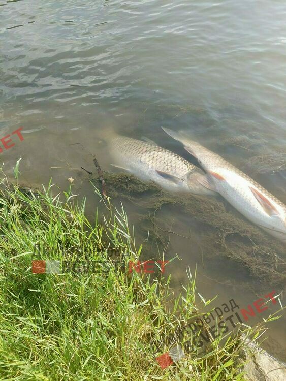 Ще има ли виновни за масовия мор на риба в р. Марица?