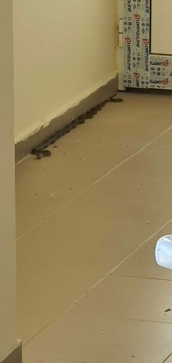 Смок прояви "интерес" към новия телескоп в Обсерваторията,"извеждат" го огнеборци