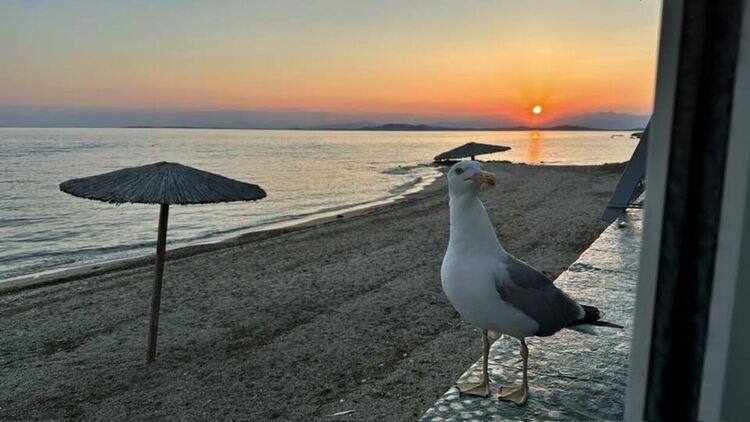 Снимка: Кремена Ганчева