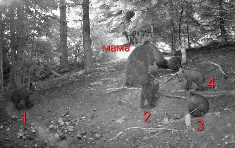 фотокапан на Ловна дружина „Карабалкан“- гр. Чепеларе