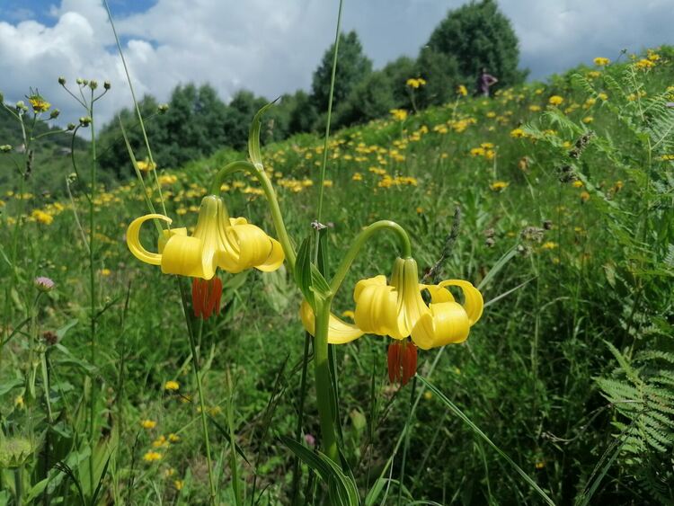Популацията на Родопски крем в Родопите е в много добро състояние