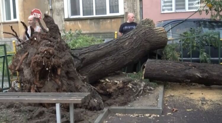 Буря в Харманли с паднали дървета и смачкани коли