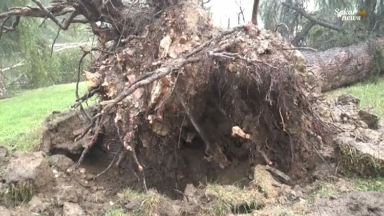 Буря в Харманли с паднали дървета и смачкани коли