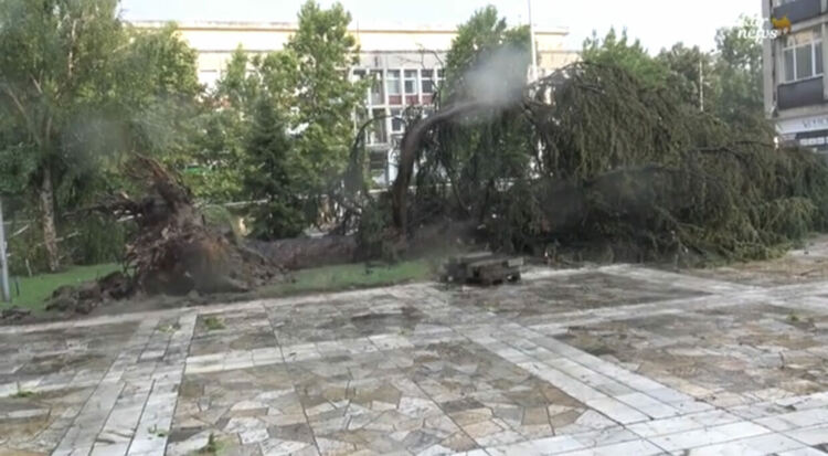 Буря в Харманли с паднали дървета и смачкани коли